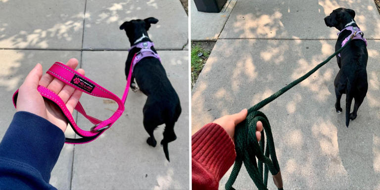 View of Image result for Leash with smooth operating mechanism easy