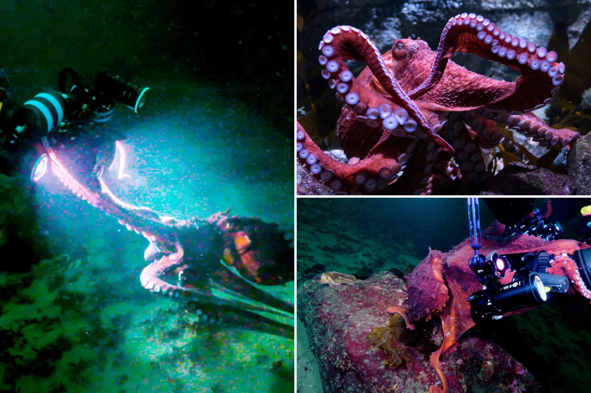 The sad truth behind the famed, beloved octopus caring for her eggs in ...