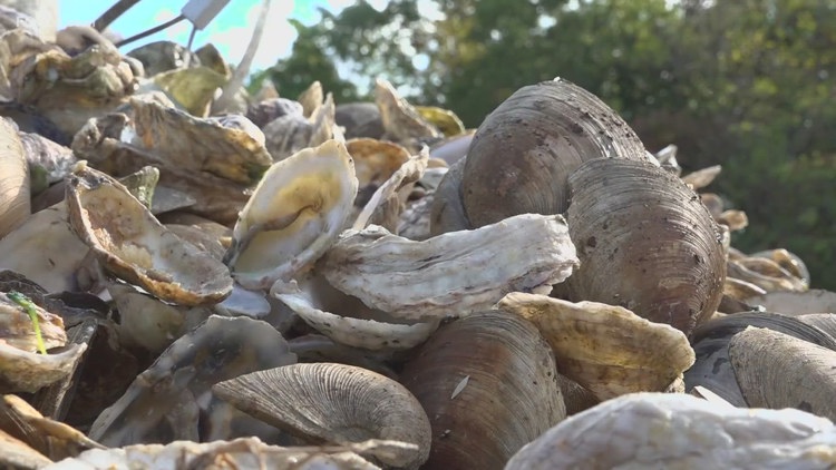 Connecticut nonprofit turns restaurant shells into oyster habitats