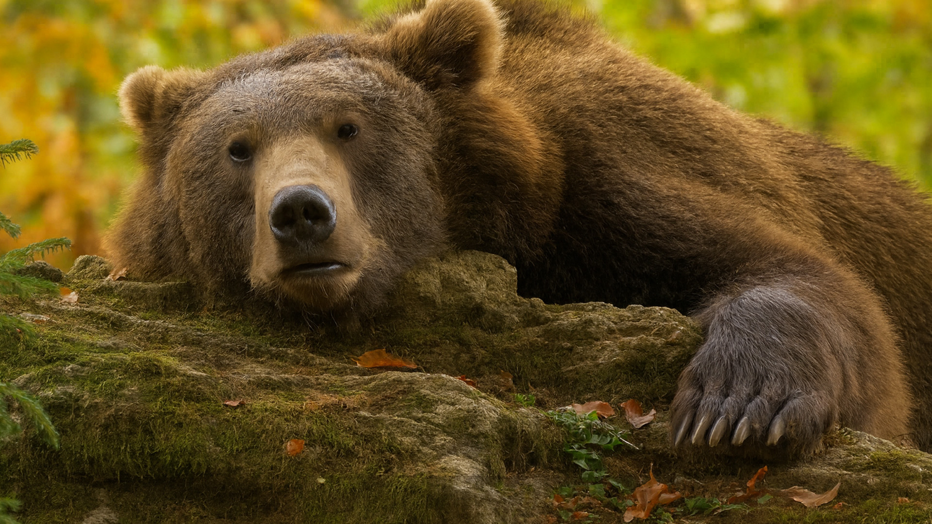 When Predators Appear – Wild Nature Moments