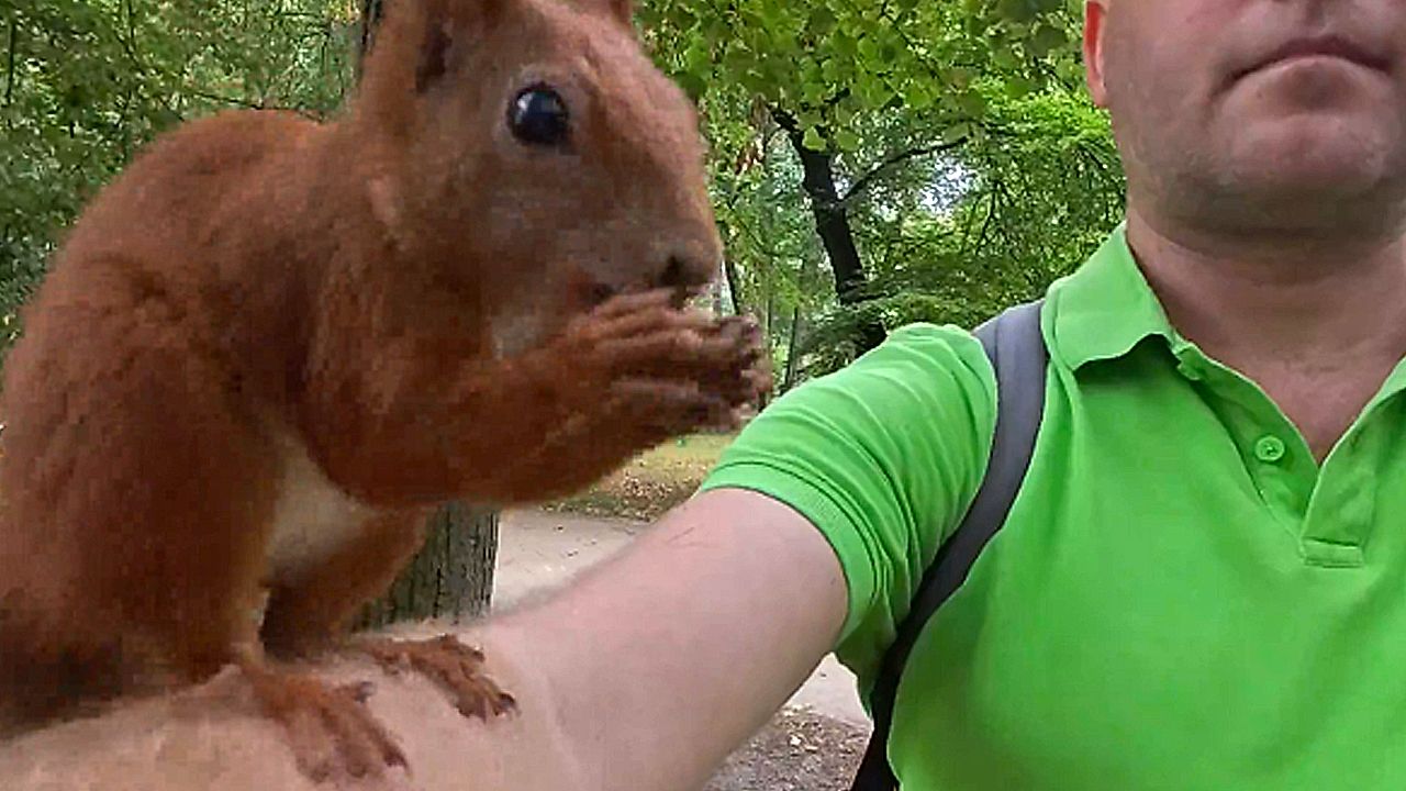 Süßer Besuch: Eichhörnchen knabbert Nuss auf Arm eines Mannes