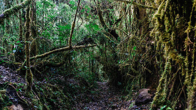 Through Thick and Thin #39 Once Had a Literal Meaning