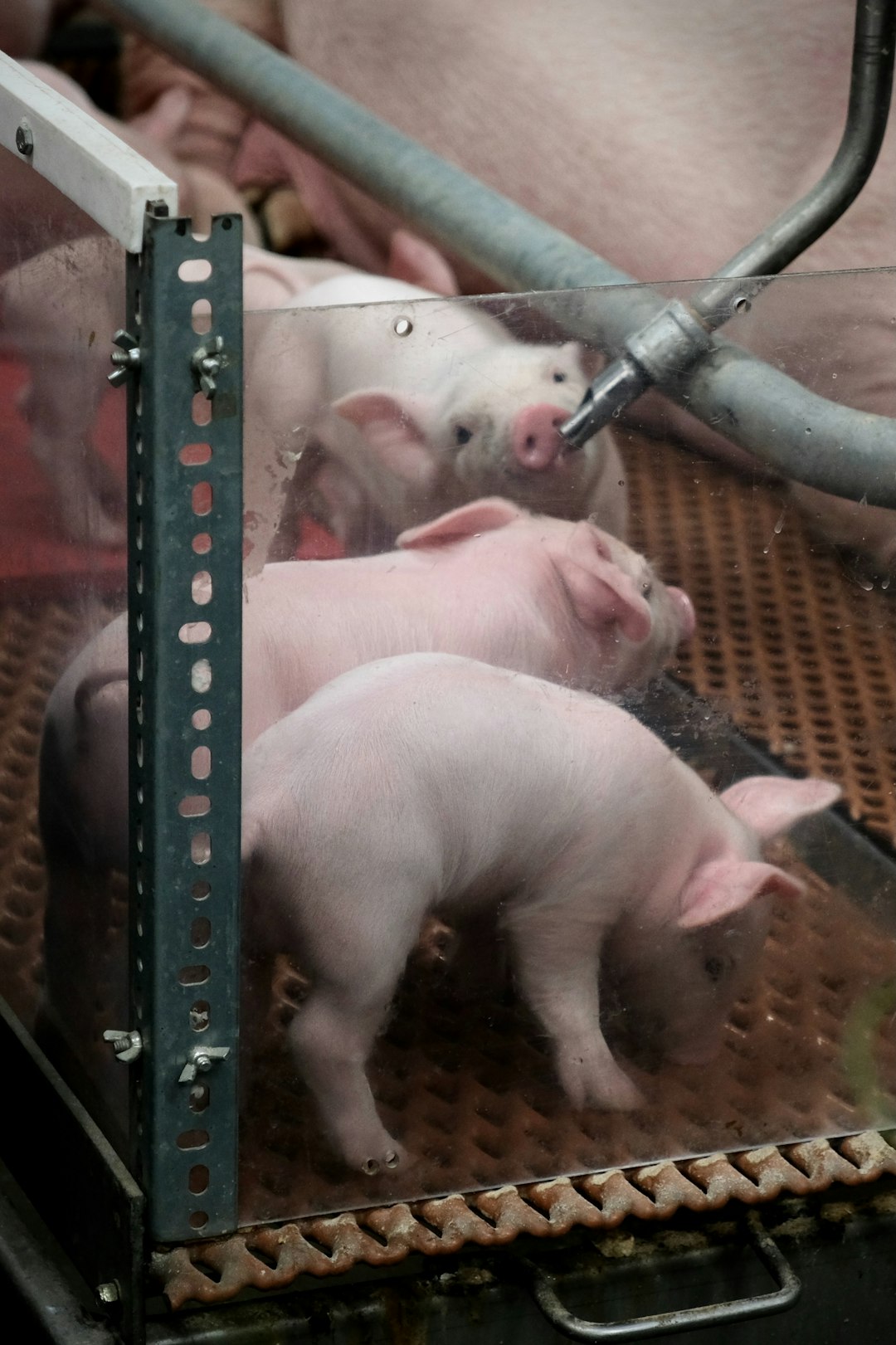 10 Forbidden Foods Abroad That Americans Still Eat