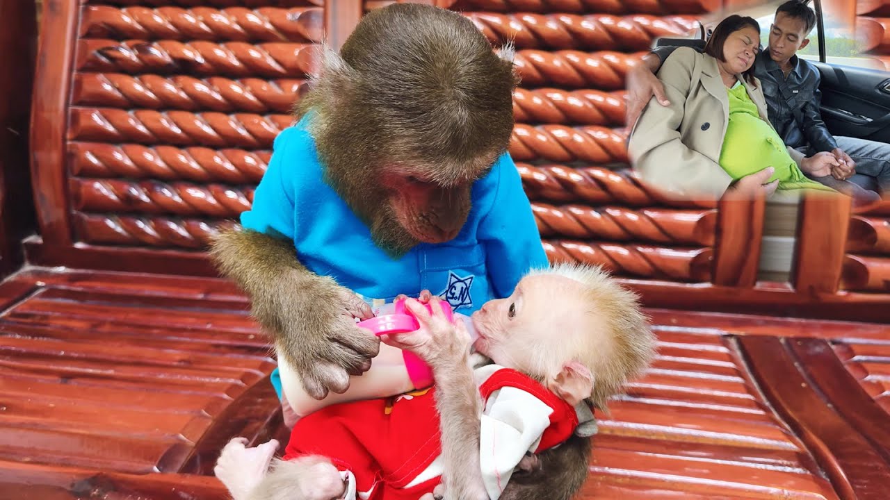 Dad took mom to give birth, who did CUTIS _ baby monkey stay with