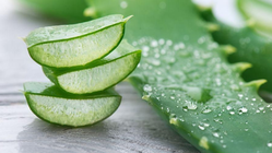 7 Manfaat Lidah Buaya untuk Kesehatan dan Kecantikan yang Harus Dicoba!