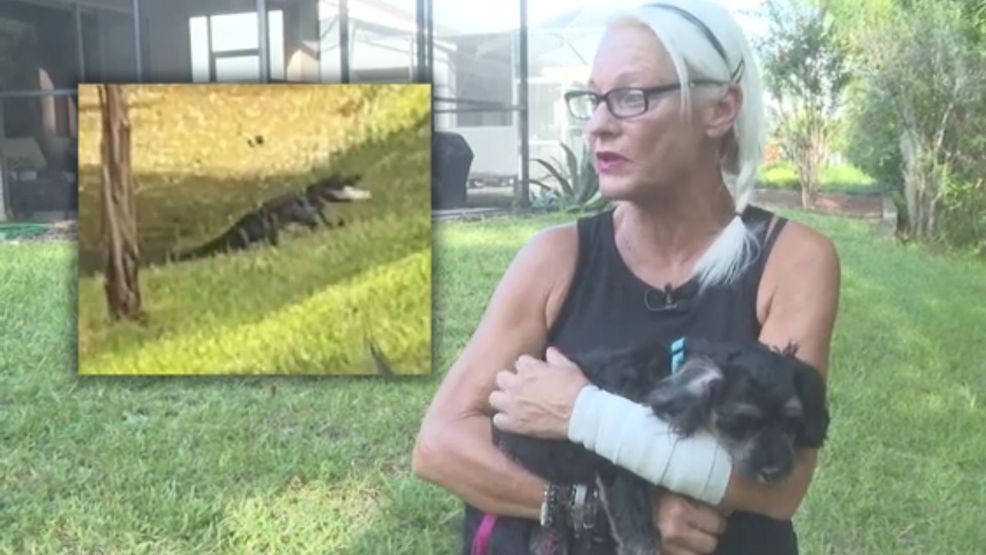 Florida woman punches 5foot alligator to save her puppy(01)