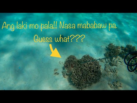 Discover the secrets of spearfishing in Palawan