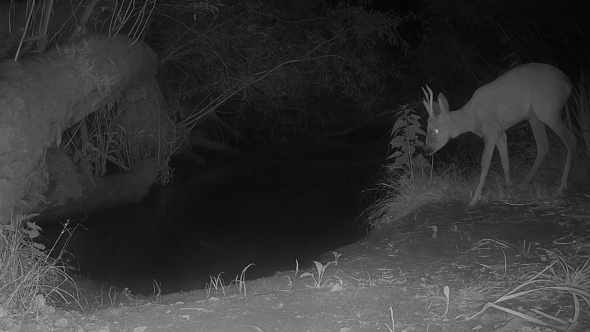 These shots were captured by a trail camera near the river.