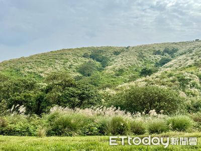 首波秋芒！陽明山「賞芒小旅行」9/15起開放報名　關渡有藝術季