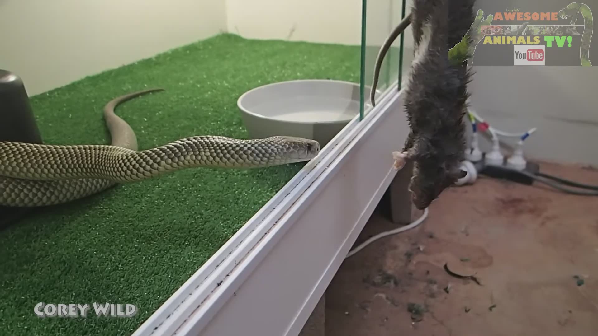 **Snakes on the Loose: Understanding the Growing Threat of Venomous Snake Encounters