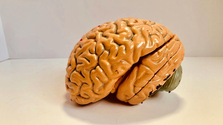 A startup is keeping human brain cells active after death. Could it ...