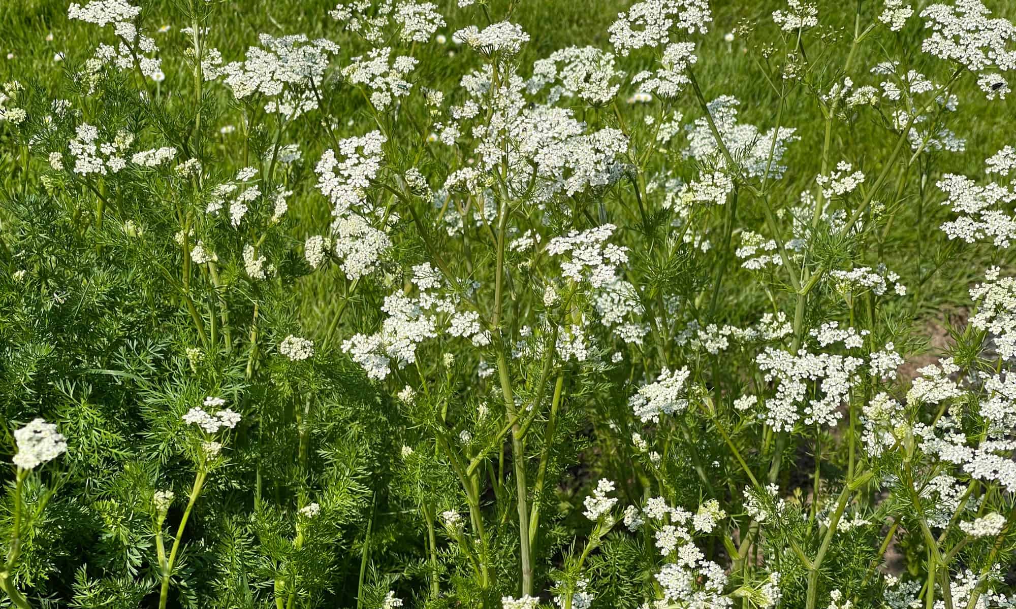 8 Scents That Horses Find Calming