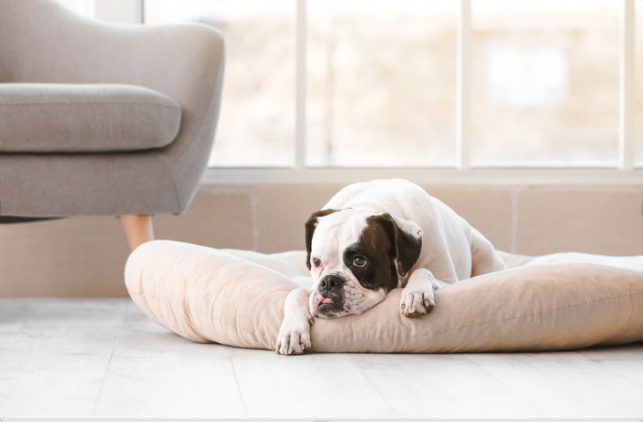 6 Rules for Keeping Dogs Off the Couch Every Owner Should Know