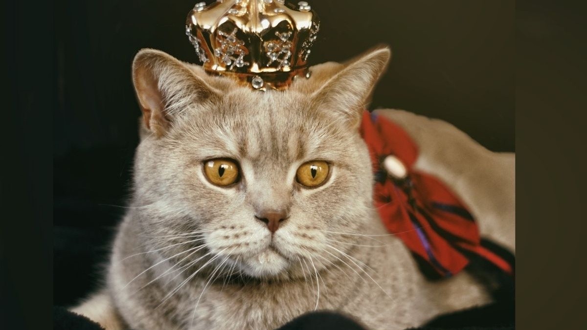 How to overcome the loss of a cat and remember it with love