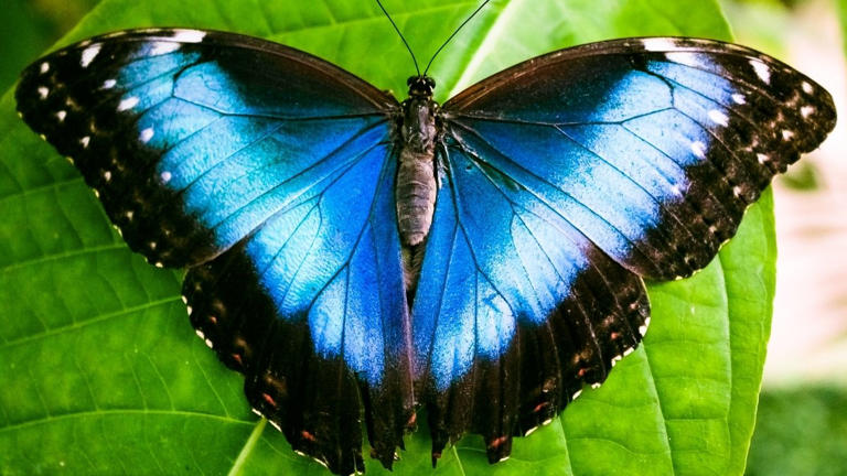list-of-9-most-beautiful-butterflies-in-the-world-ranked