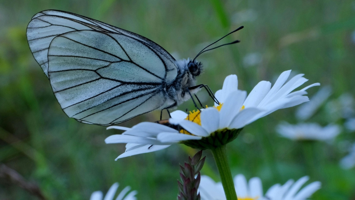 list-of-9-most-beautiful-butterflies-in-the-world-ranked