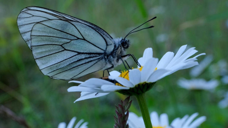 list-of-9-most-beautiful-butterflies-in-the-world-ranked