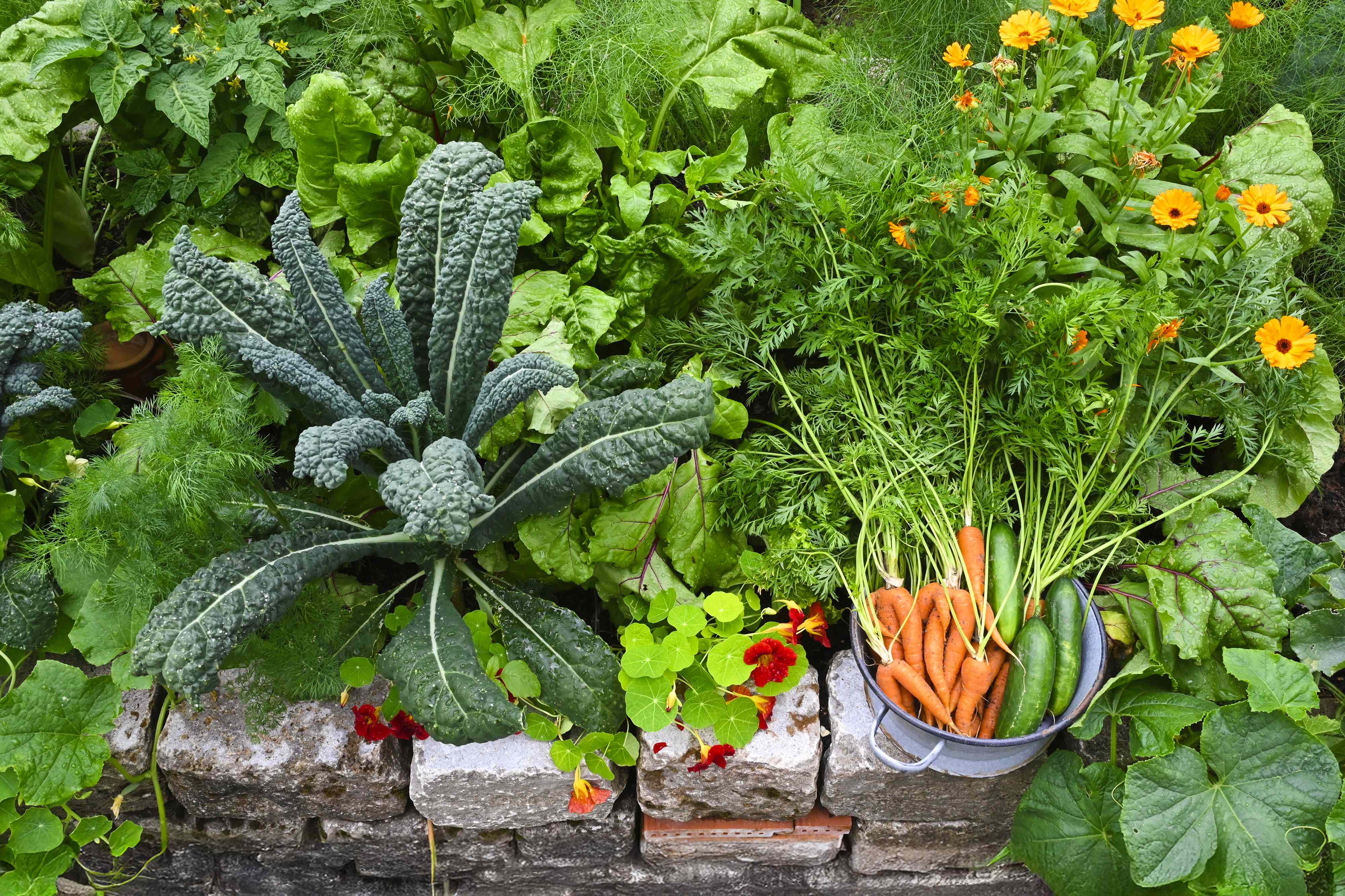7 Vegetables to Plant in September for a Fall Harvest — Don't Miss Your ...