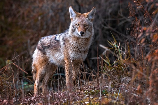 Experts sound alarm over concerning new coyote behavior: 