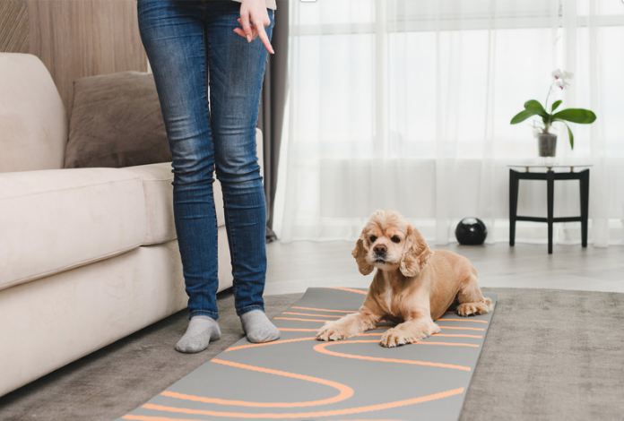 6 Rules for Keeping Dogs Off the Couch Every Owner Should Know