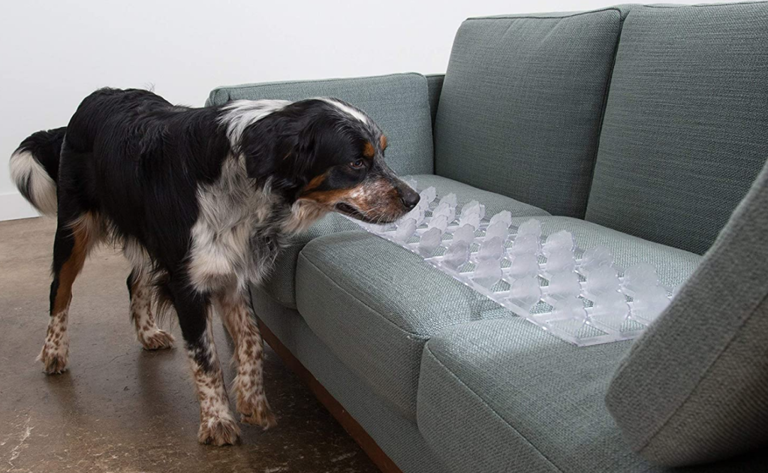 6 Rules for Keeping Dogs Off the Couch Every Owner Should Know