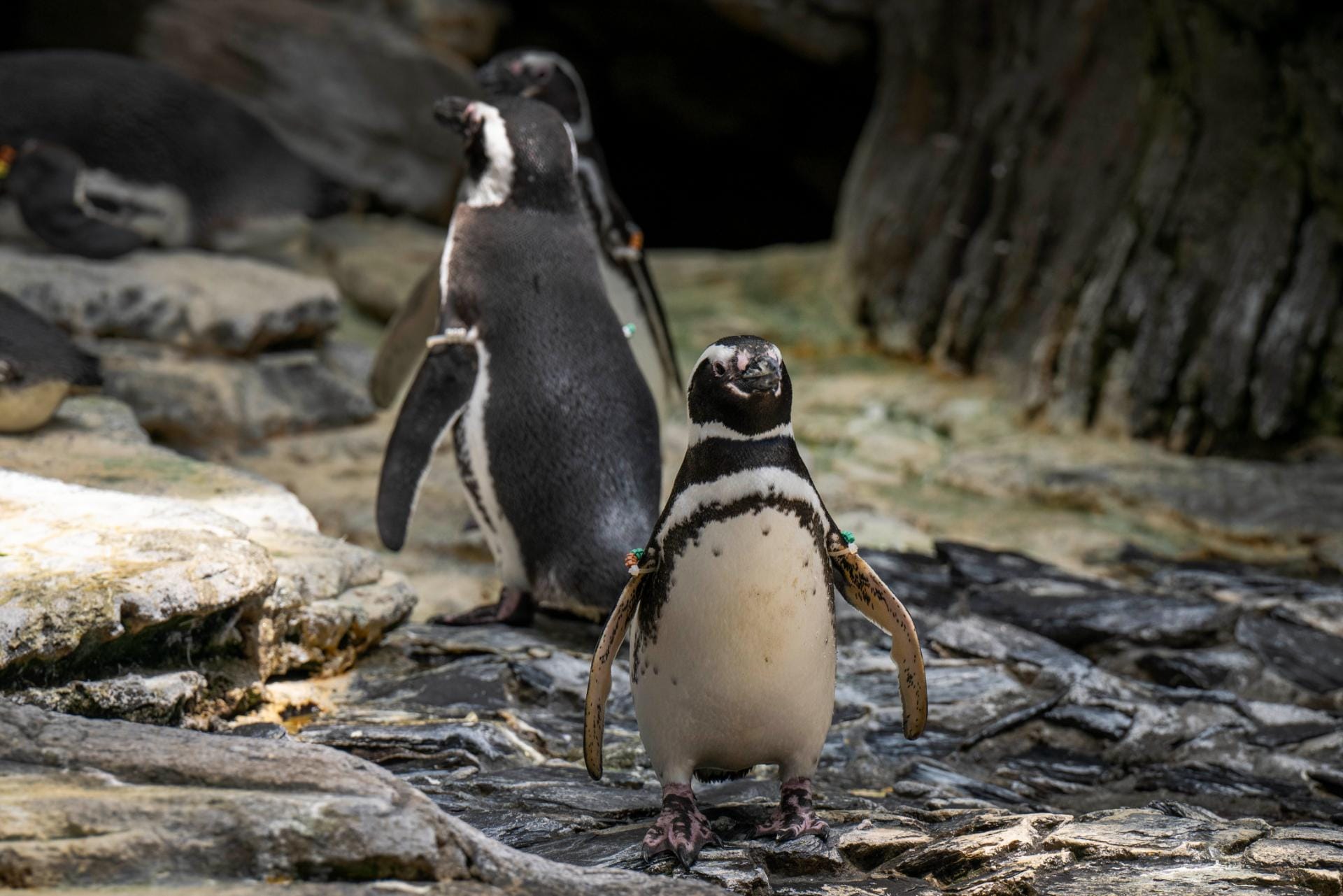 Oceanário de Lisboa reabre 