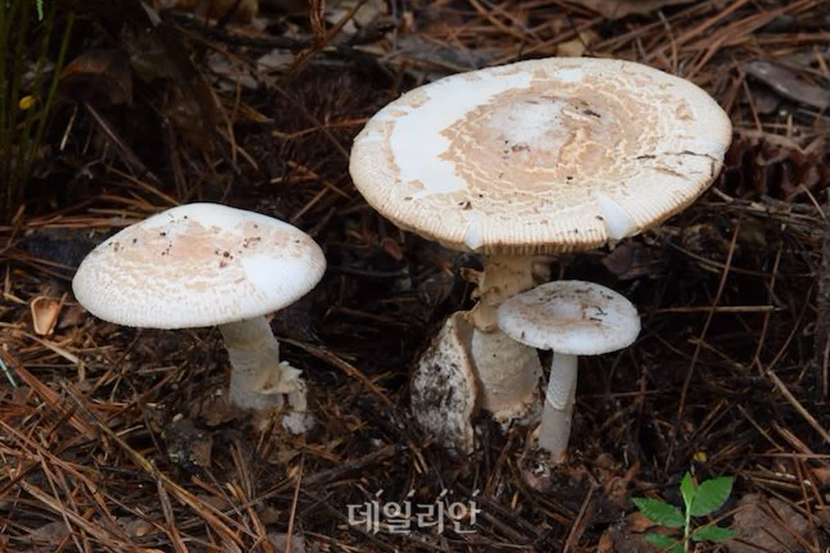 국내 자생 버섯 18%만 식용 가능…”함부로 먹지 마세요”