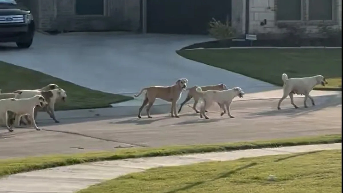 Đàn chó hoang 40 con khiến người dân thành phố ở Texas lo sợ