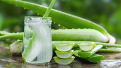 Manfaat Lidah Buaya untuk Kesehatan dan Kecantikan, Wajib Dicoba!