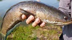 Manfaat Ikan Gabus: Sumber Albumin untuk Kesehatan dan Pemulihan Luka