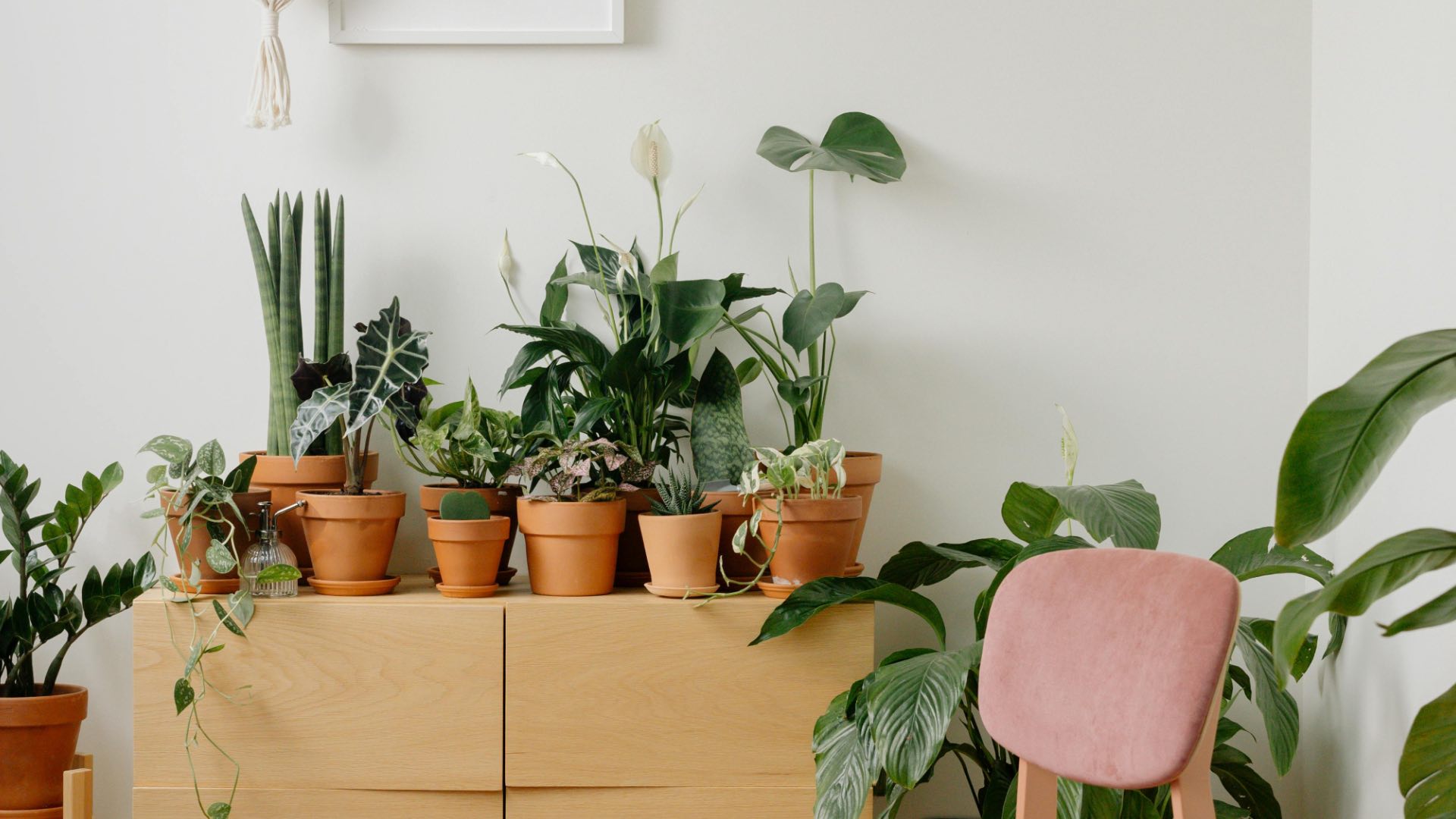 The Best Plants for Every Room (and the Ones We Often Put in the Wrong ...