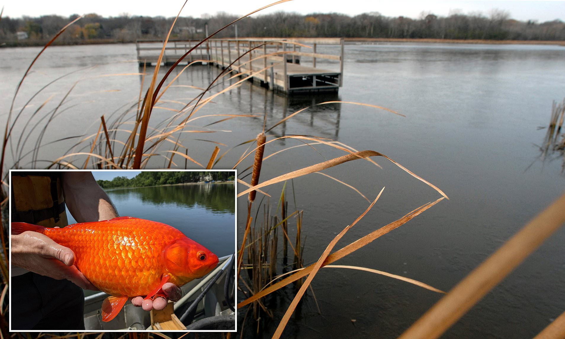View of Terrifying invasion of pet goldfish dumped at lake that leads to ...