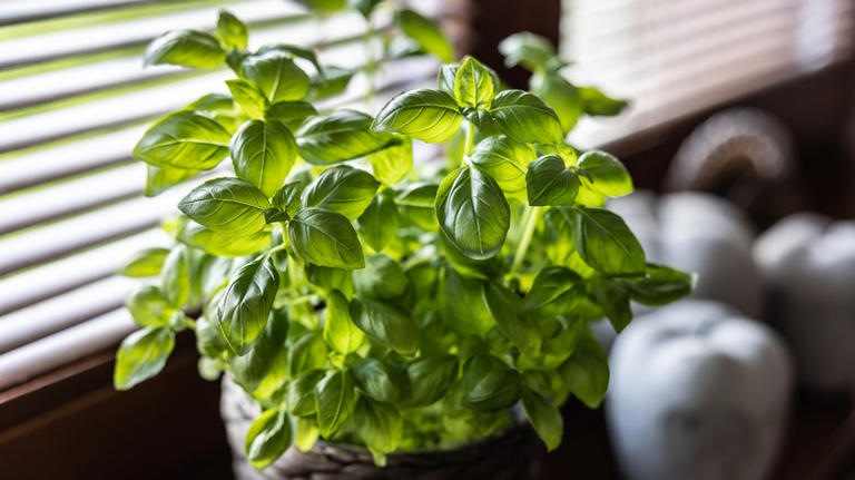 16 Mistakes Everyone Makes When Growing Basil