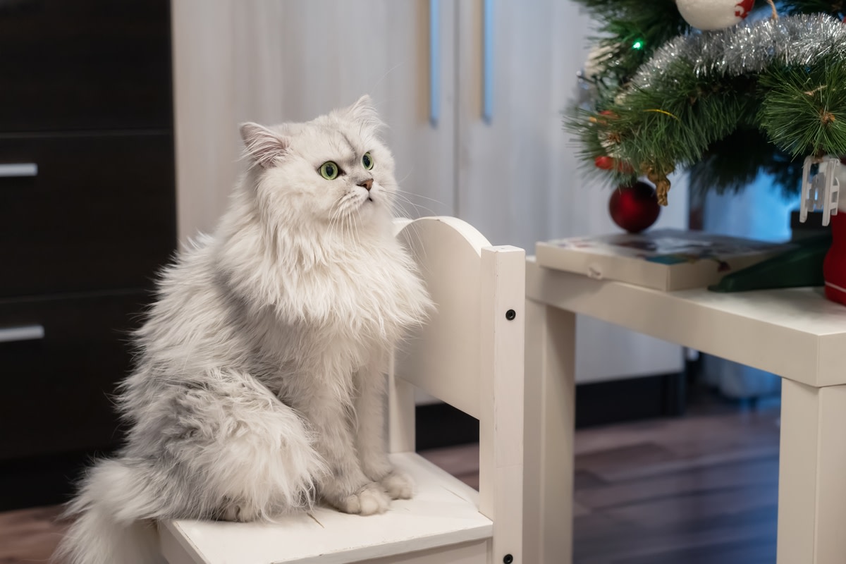 Loving Cat Has Sweetest Way of Trying To Stop Mom From Going To Work