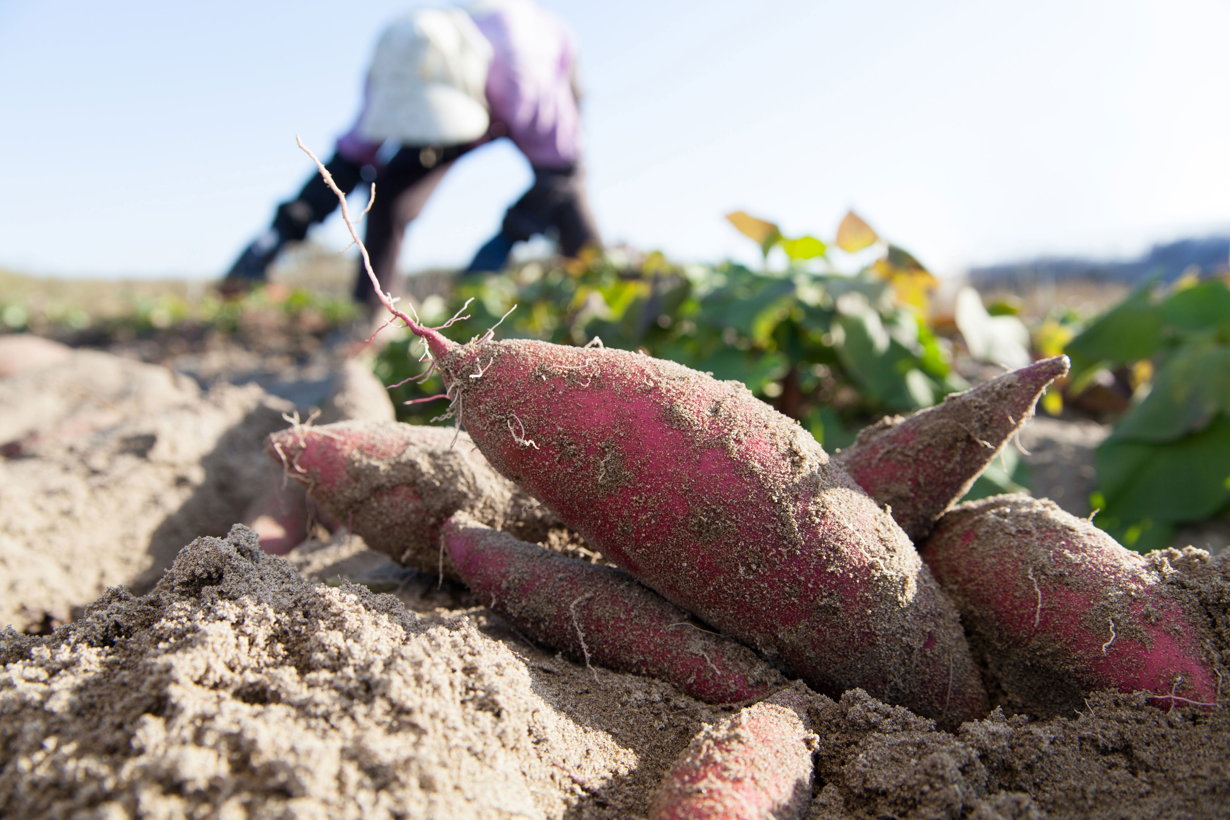 Reduced fine for NC farmworker #39 s death raises accountability questions Reduced fine for NC farmworker #39 s death raises accountability questions