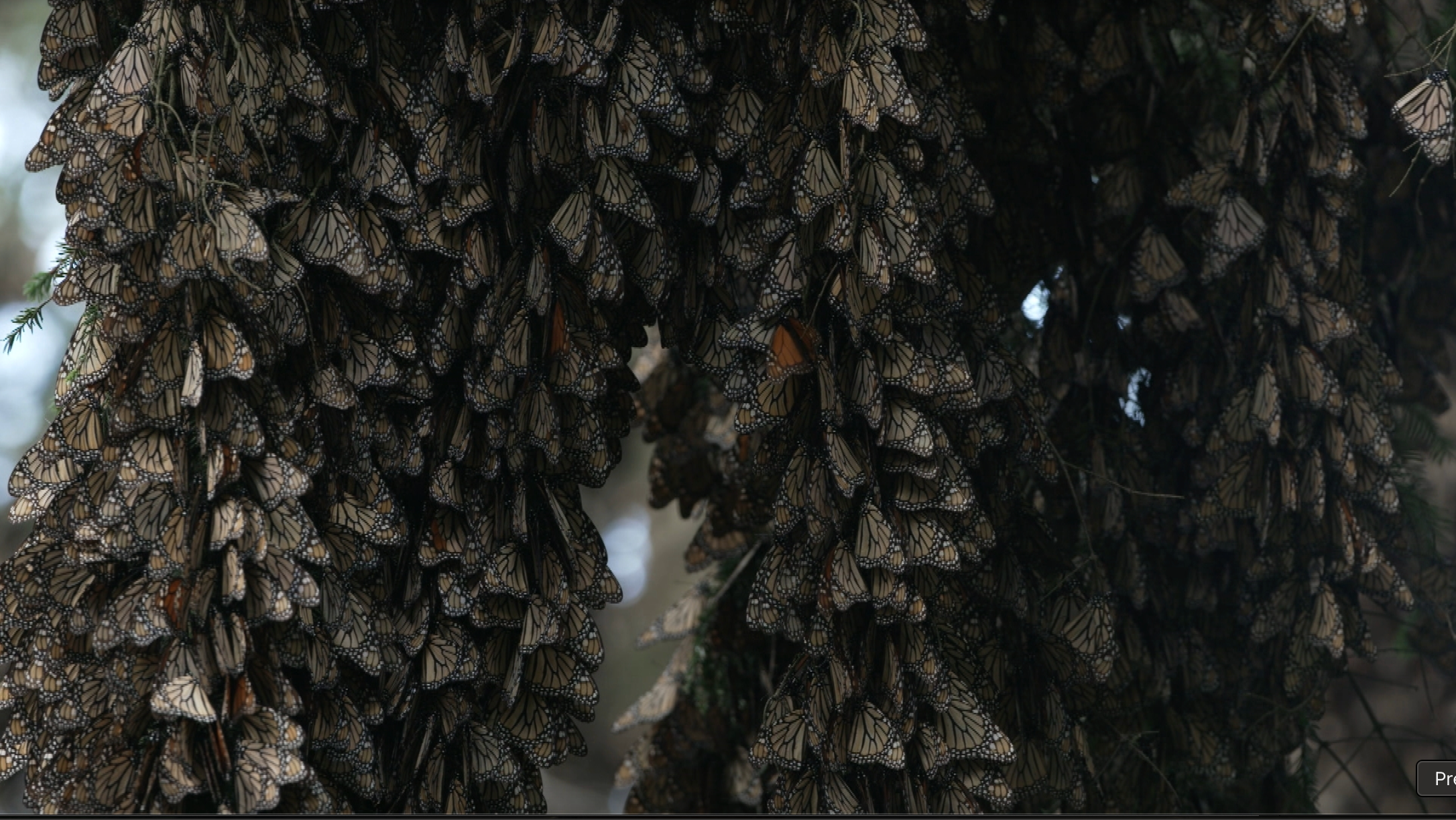 Monarch butterflies hanging from tree branches / Credit: 60 Minutes