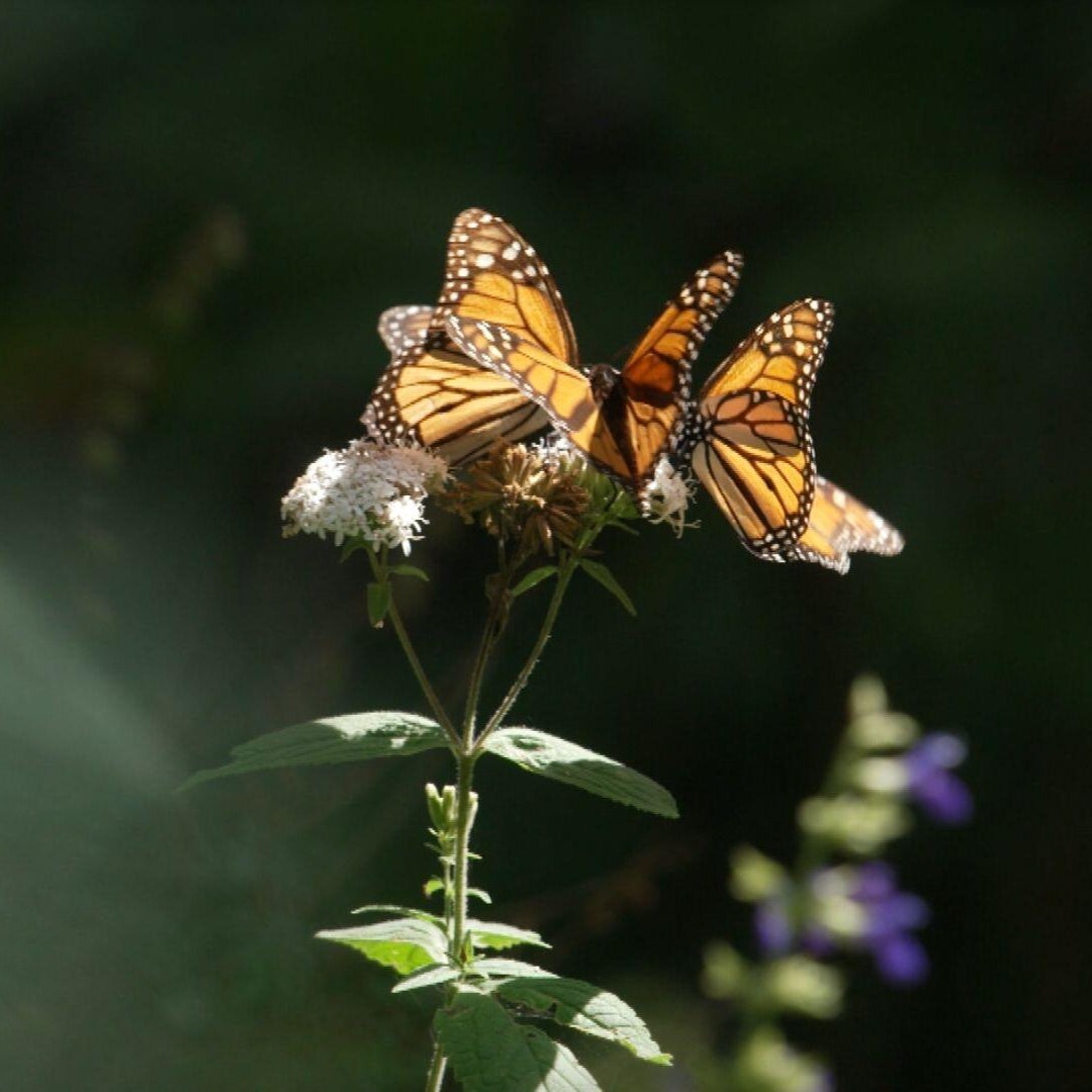Monarch butterflies