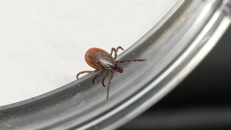 The role genetically engineered mice could play in fighting Lyme disease