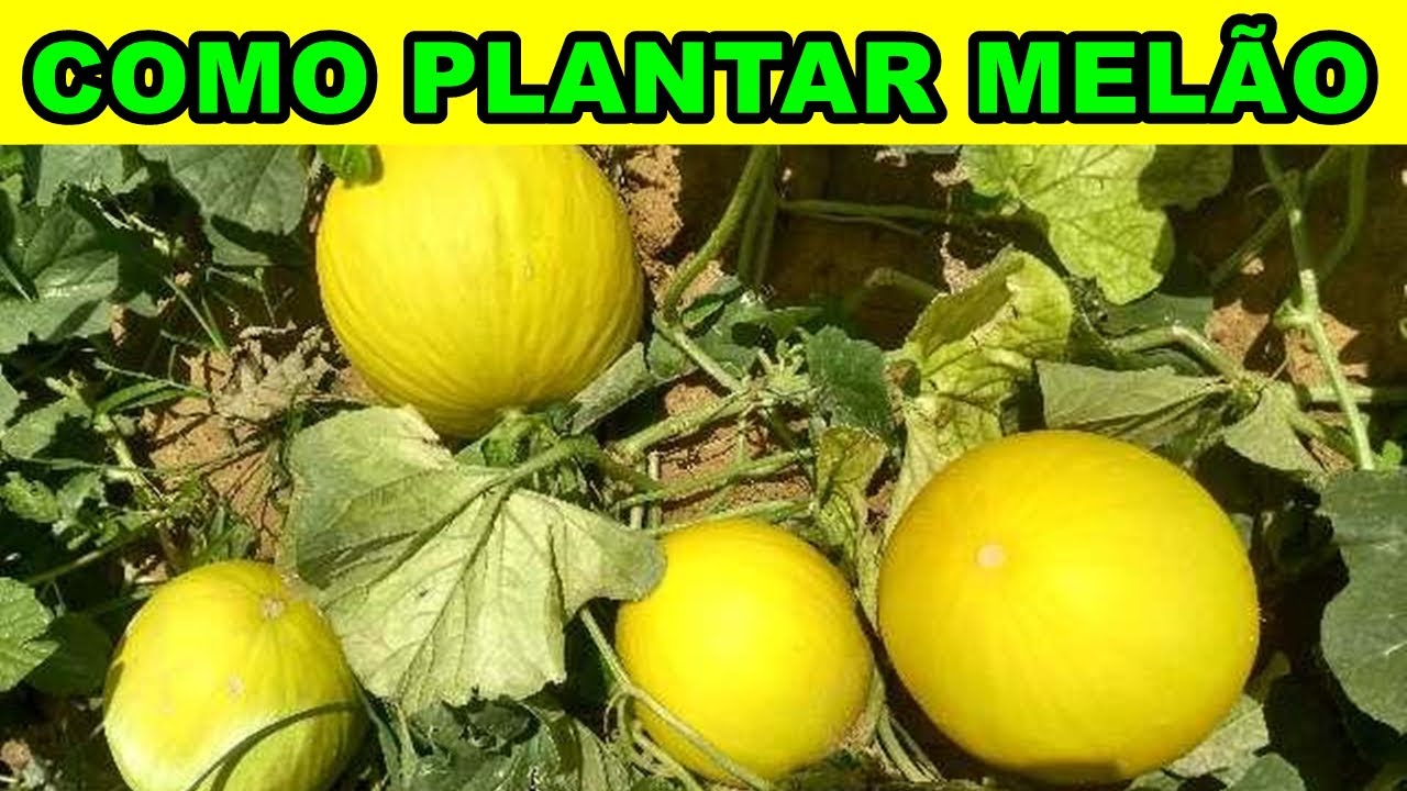 Como Plantar Melão em Apenas 1 Minuto – Método Simples e Rápido!