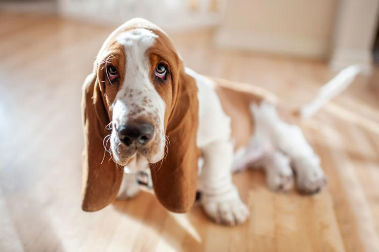What Dog is the Easiest to Take Care of: Top Low-Maintenance Breeds