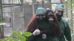 BNI Kuatkan Komitmen ESG dengan Konservasi Orangutan dan Rehabilitasi Hutan