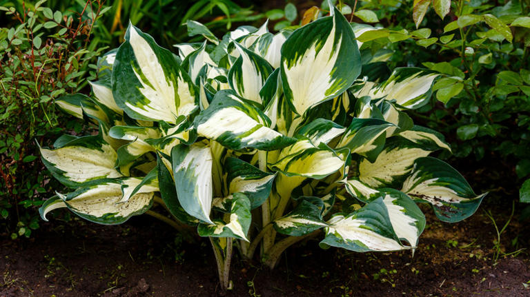10 Hosta Varieties That Grow Striking Leaves And Flowers