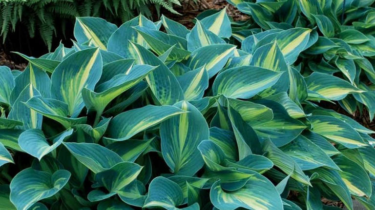 10 Hosta Varieties That Grow Striking Leaves And Flowers