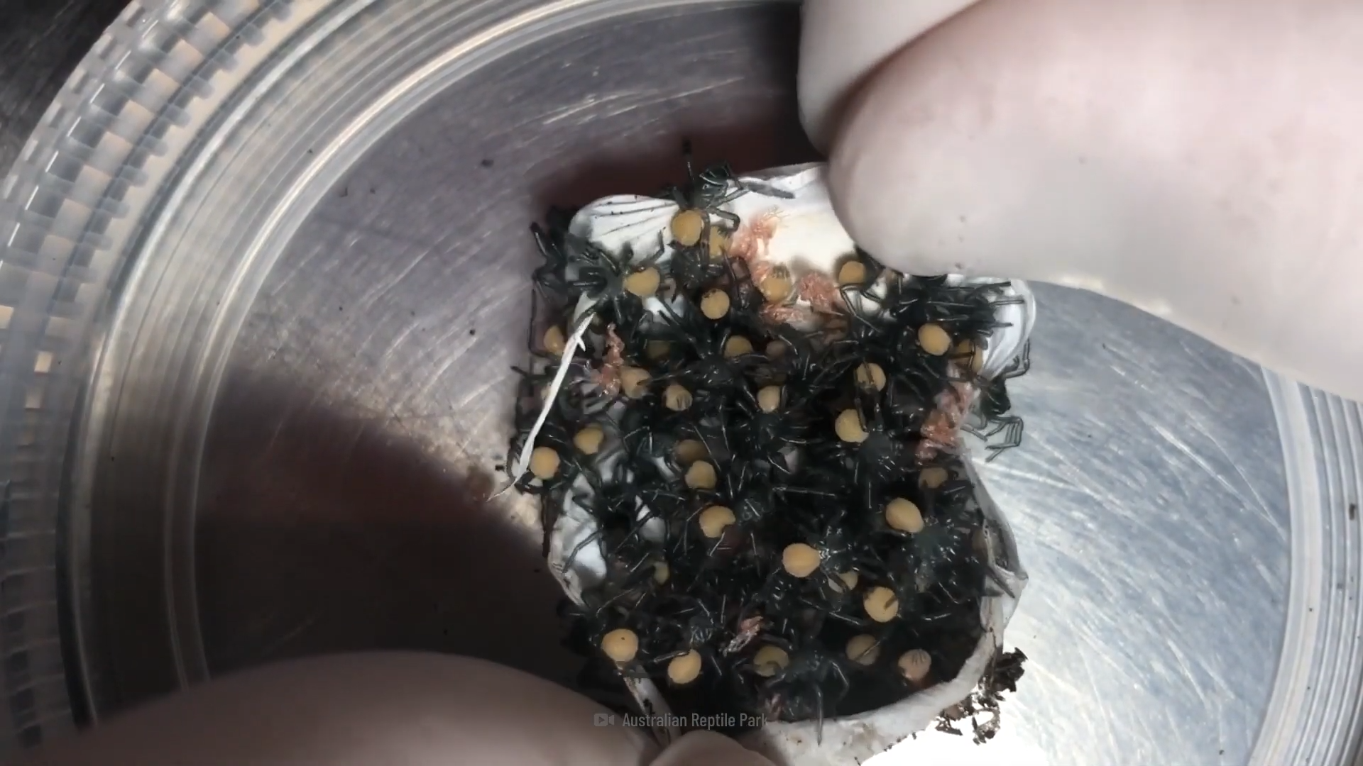 Cómo Sobrevivir a la araña más mortífera