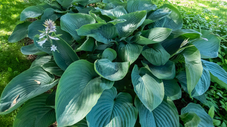 10 Hosta Varieties That Grow Striking Leaves And Flowers