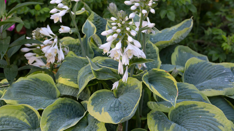 10 Hosta Varieties That Grow Striking Leaves And Flowers