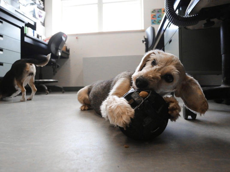Numerous dogs 'humanely sacrificed' as test subjects at private lab in ...