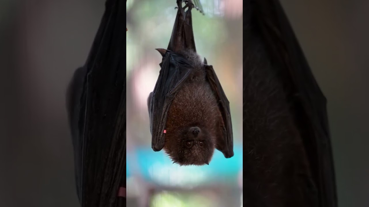 The fascinating and beautiful power of pollination up close