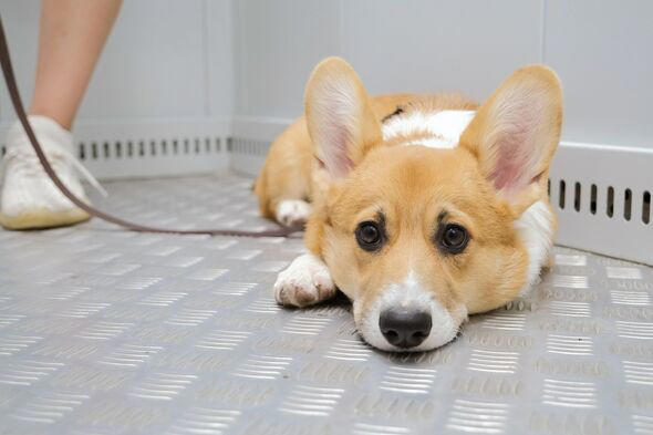 Key signs your dog has bonded with you and loves you more than anyone else