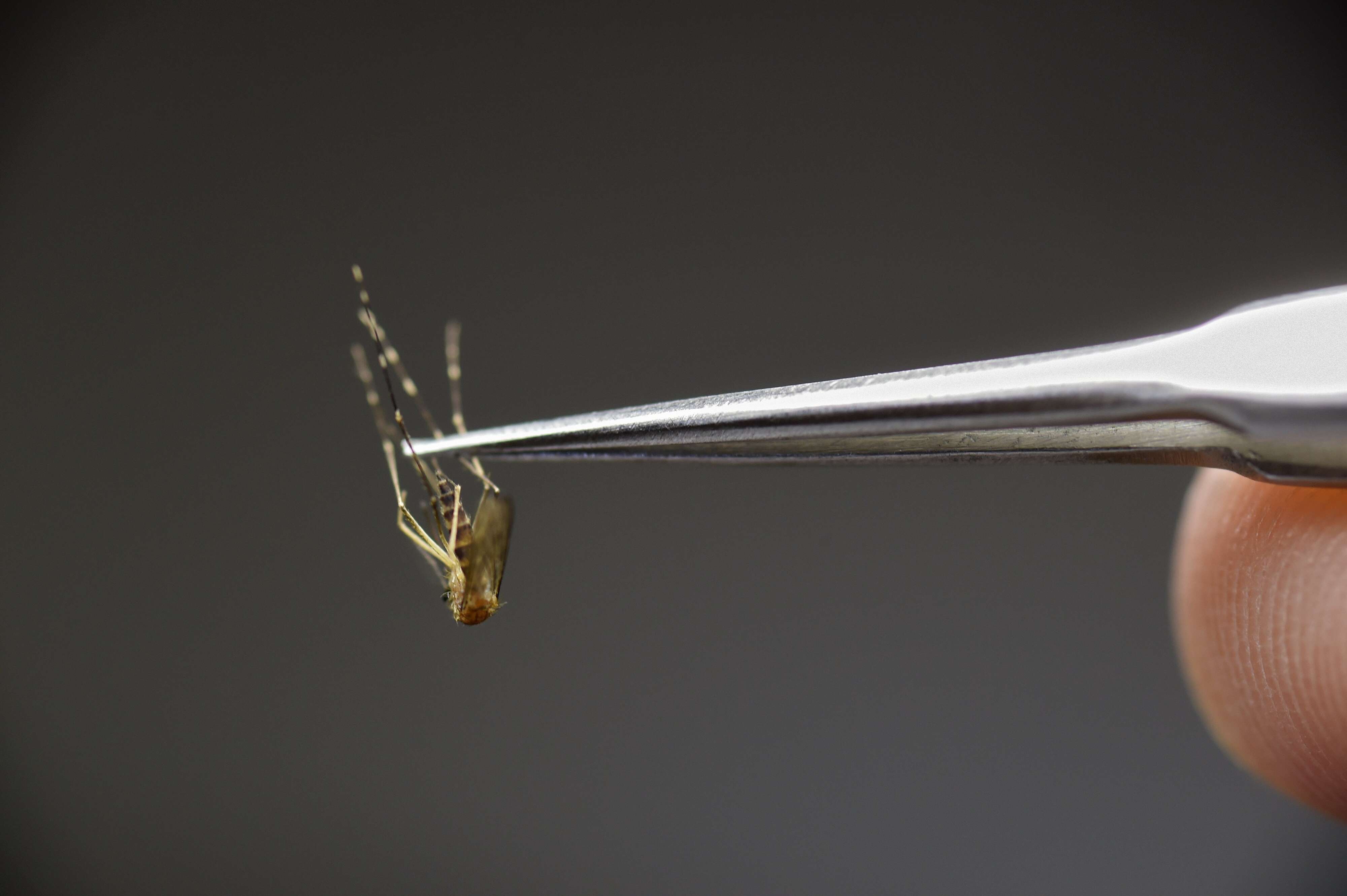 Madison County reports first human case of EEE, a deadly mosquitoborne